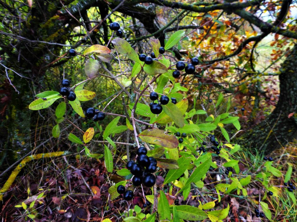 pianta con bacche nere: Ligustrum vulgare